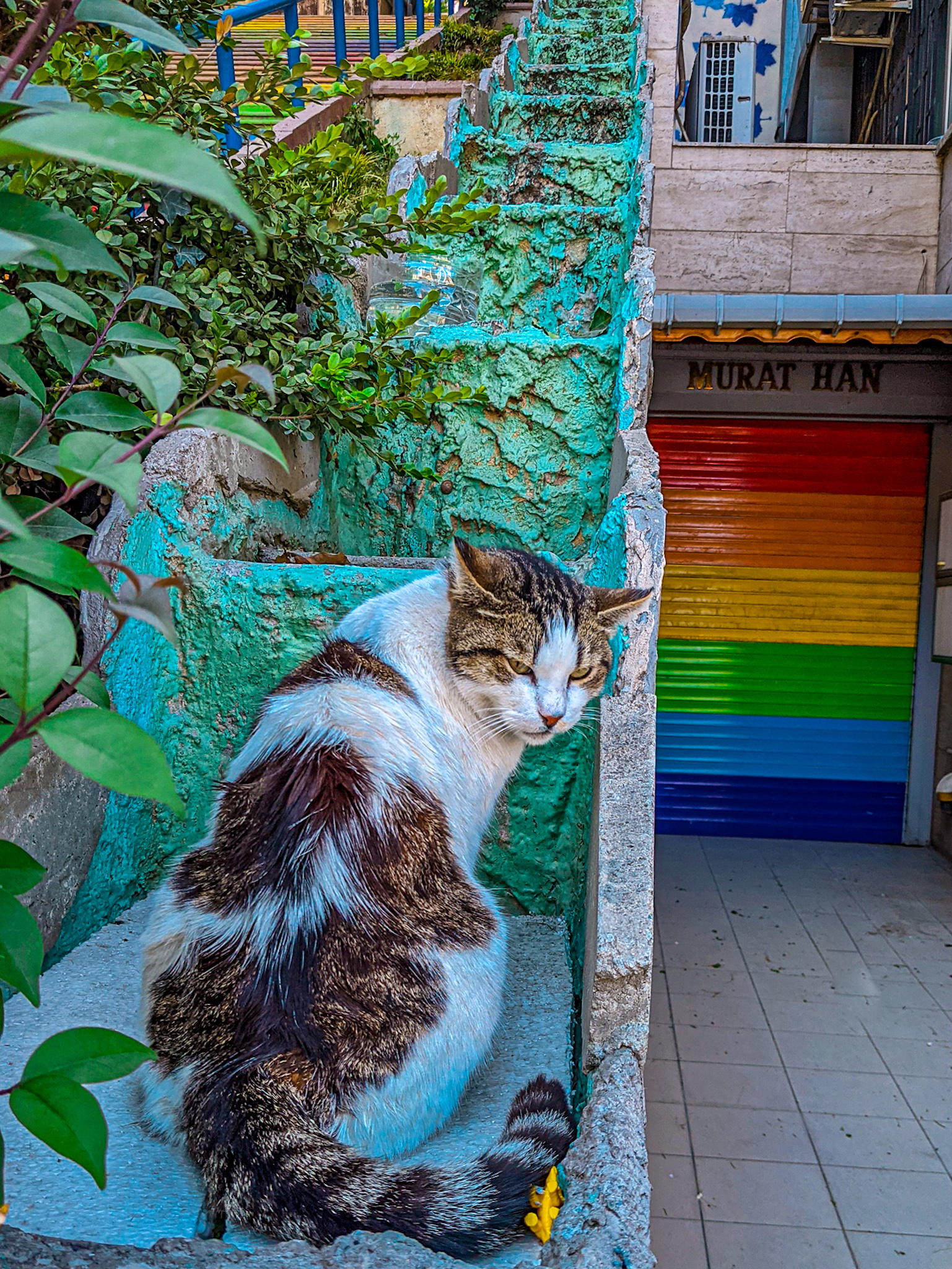 Michael Jensen, chats, Istanbul, voyage gay