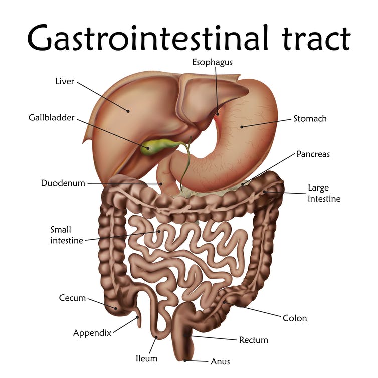 Schéma du tractus gastro-intestinal humain
