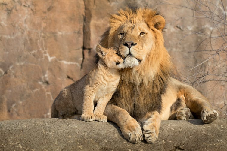 Un lion mâle et un ourson