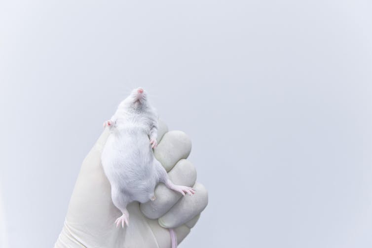 Une main portant un gant en latex tient une souris de laboratoire blanche