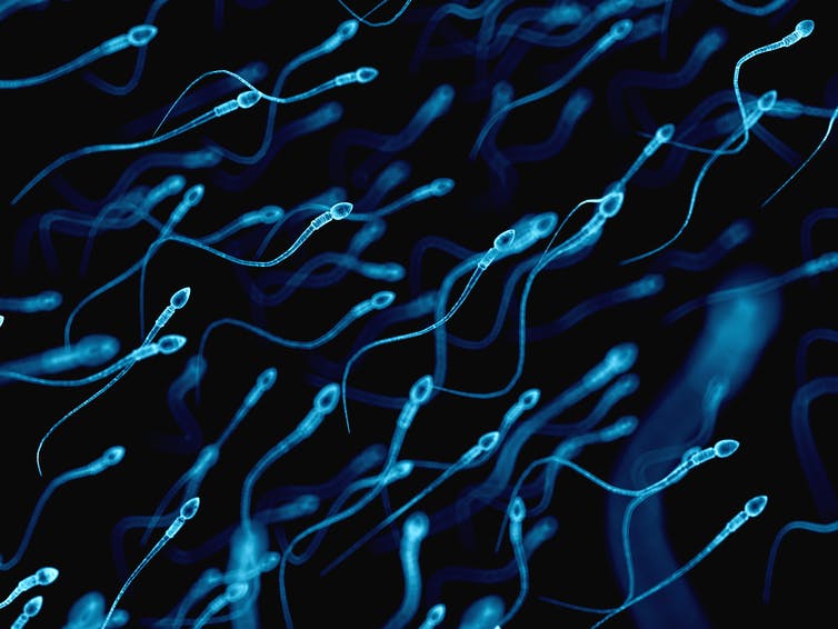 Les spermatozoïdes bleutés nagent dans un liquide.