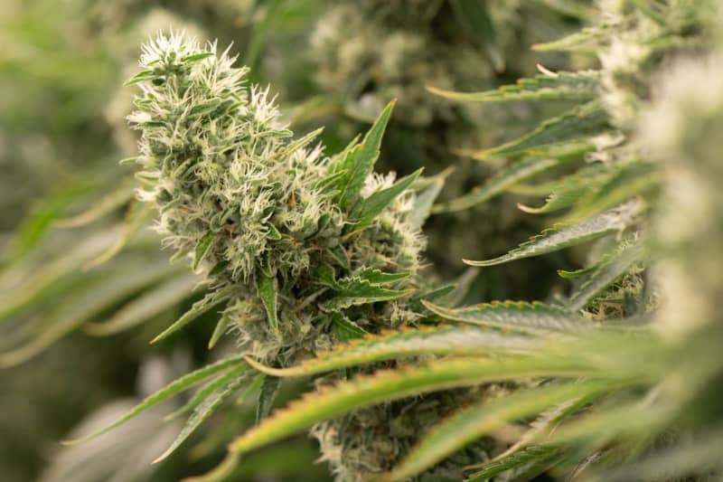 Des cultivateurs de pots aux États-Unis partagent quelques secrets sur la culture du cannabis 639282 origin 1