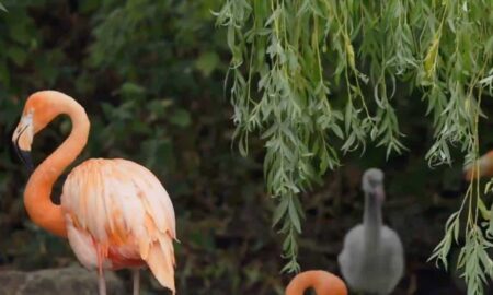 A pink flamingo stands in the left side as a grey chick is seen in the background below some foliage in a zoo enclosure