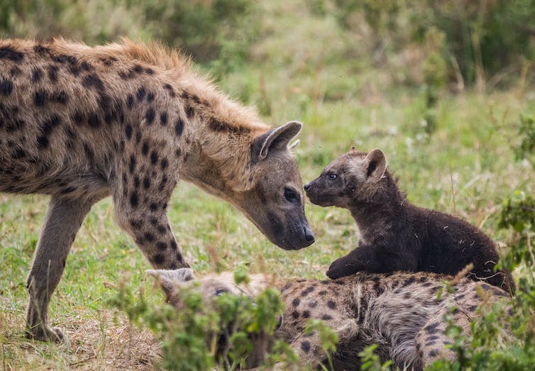 Hyène touche sa tête à un ourson