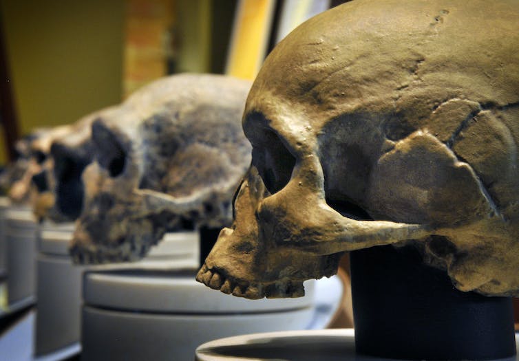 Nos ancêtres Homo sapiens ont partagé le monde avec les Néandertaliens, les Dénisoviens et d'autres types d'humains dont l'ADN vit dans nos gènes