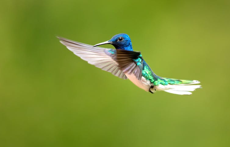 S&x et pouvoir dans le règne animal : sept animaux qui vous feront reconsidérer ce que vous pensez savoir