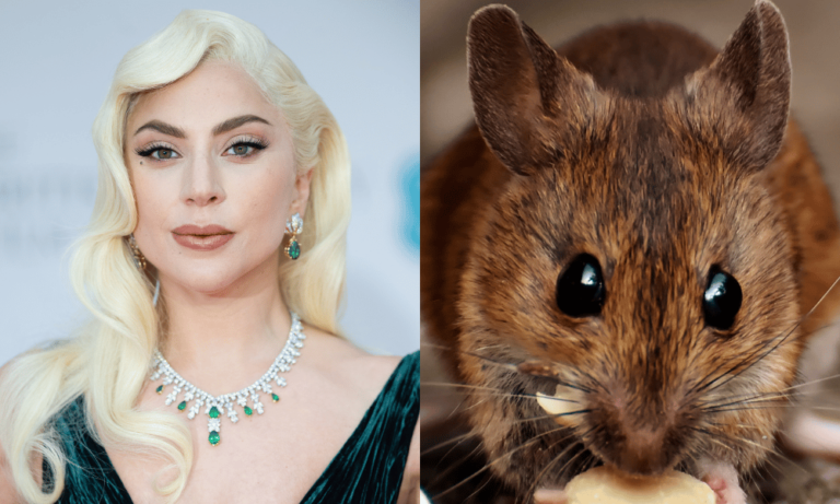 Singer Lady Gaga wearing a green dress and necklace. A rat nibbling on a biscuit.