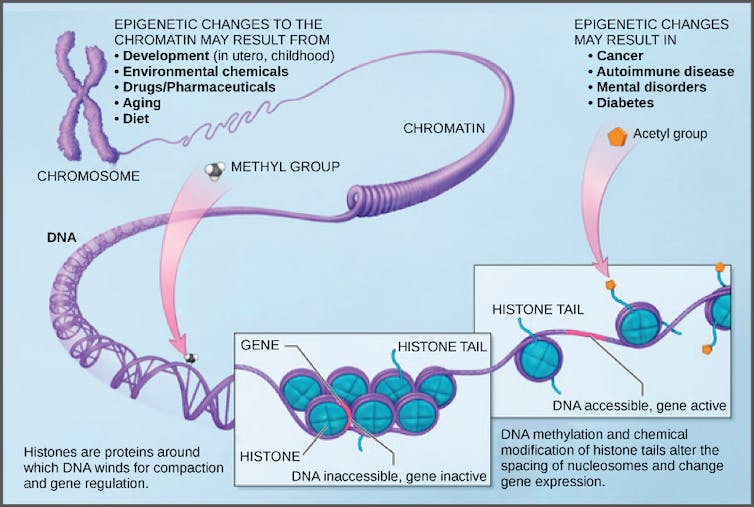 Diagramme de méthylation de l'ADN, montrant le déroulement du chromosome dans la chromatine et les histones individuelles avec des groupes méthyle et acétyle