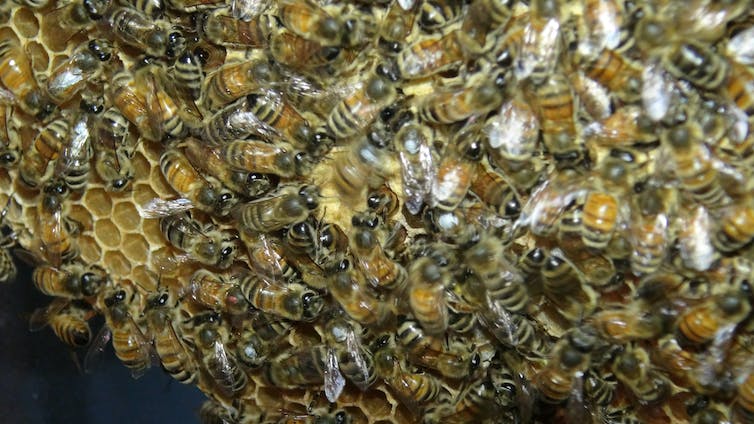 De nombreuses abeilles entassées sur un nid d'abeilles incliné