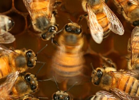 Dévoiler les secrets du langage de la danse des abeilles - les abeilles apprennent et transmettent culturellement leurs compétences de communication