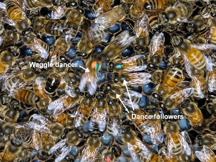 Beaucoup d'abeilles entassées, avec des flèches blanches pointant vers la danseuse frétillante et les abeilles suiveuses de danse.