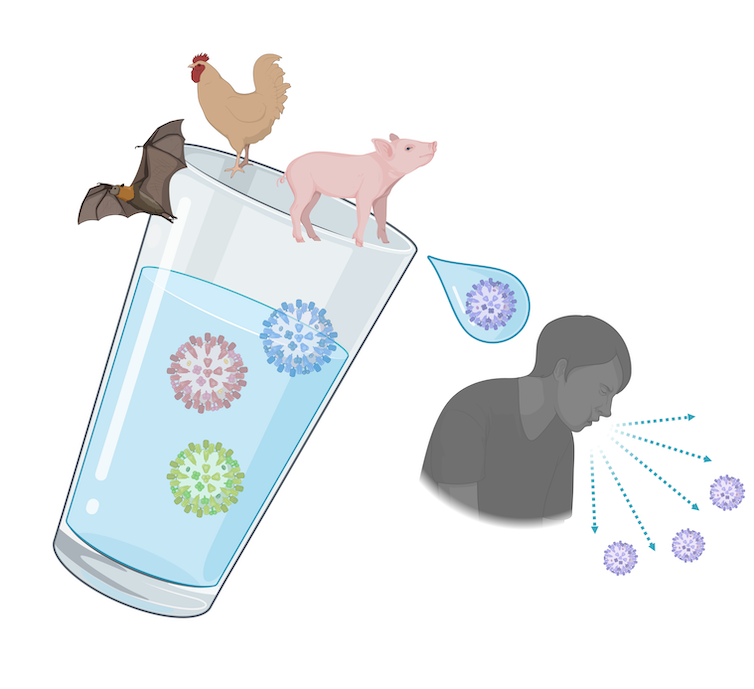 Une tasse d'eau contenant des virus à l'intérieur, avec une chauve-souris frugivore, un poulet et un cochon debout dessus.  Une goutte d'eau avec un nouveau virus tombe vers une personne, propageant plus de virus par la toux.