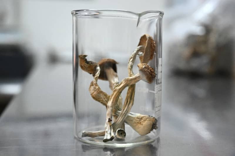 L’Oregon s’allume et se connecte au pouvoir des champignons magiques Outil « Vulnérabilité » 678908 origin 1