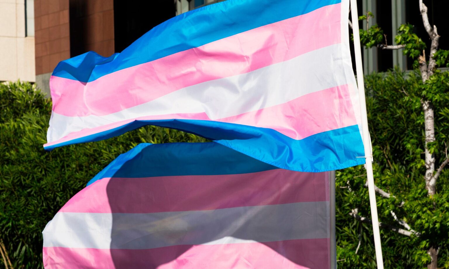 Un nombre inquiétant d’adultes trans ont envisagé le suicide, selon une étude A picture of two trans flags waving in an open area.