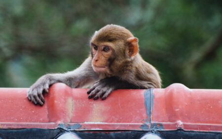 La plupart des singes macaques mâles sont bisexuels, selon une étude