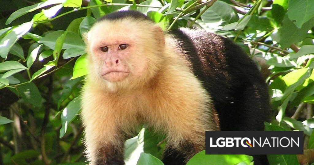 Ce triangle amoureux lesbien-singe peut nous en apprendre beaucoup sur la sexualité Ce triangle amoureux lesbien-singe peut nous en apprendre beaucoup sur la sexualité