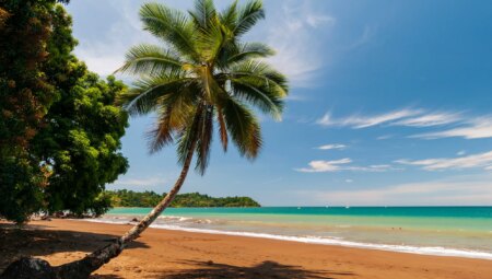 A palm tree and its shadow on a pristine sandy beach. Drake Bay, Osa Peninsula, Costa Rica.