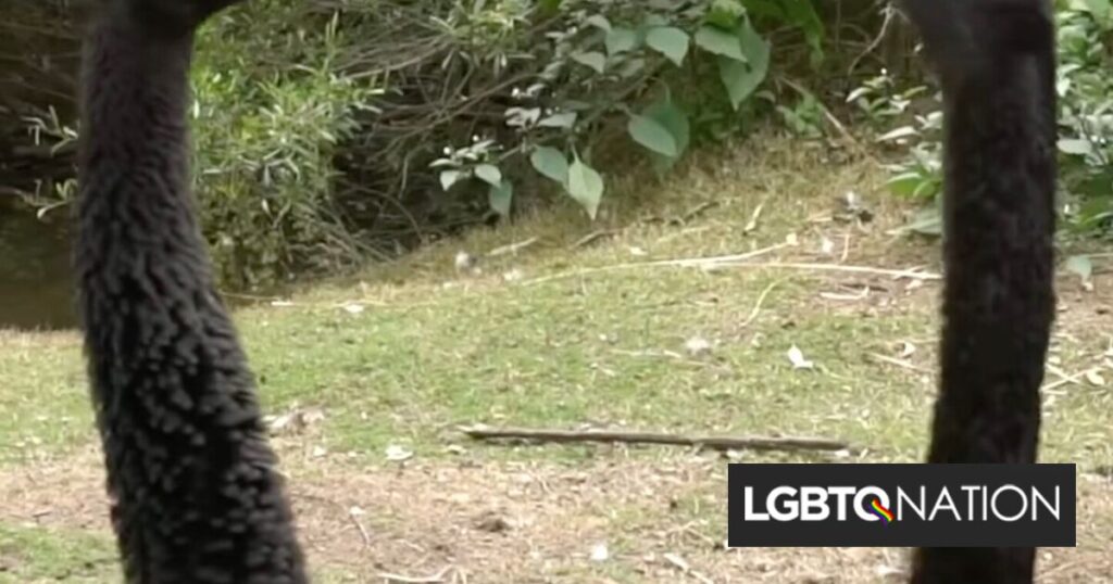 Un couple de cygnes gays a construit un nid ensemble et le zoo leur a donné des œufs imprimés en 3D à élever Un couple de cygnes gays a construit un nid ensemble et le zoo leur a donné des œufs imprimés en 3D à élever