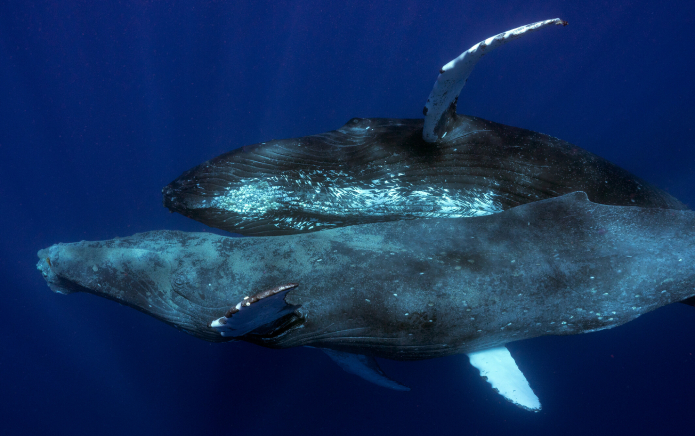 Des baleines à bosse filmées en train d'avoir des relations sexuelles homosexuelles entrent dans l'histoire