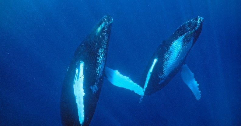 Des baleines à bosse photographiées pour la première fois en train de faire l'amour avec un gay C'est une première pour cette espèce d'être capturée en train d'avoir des relations sexuelles homosexuelles. (Image de stock/Getty)