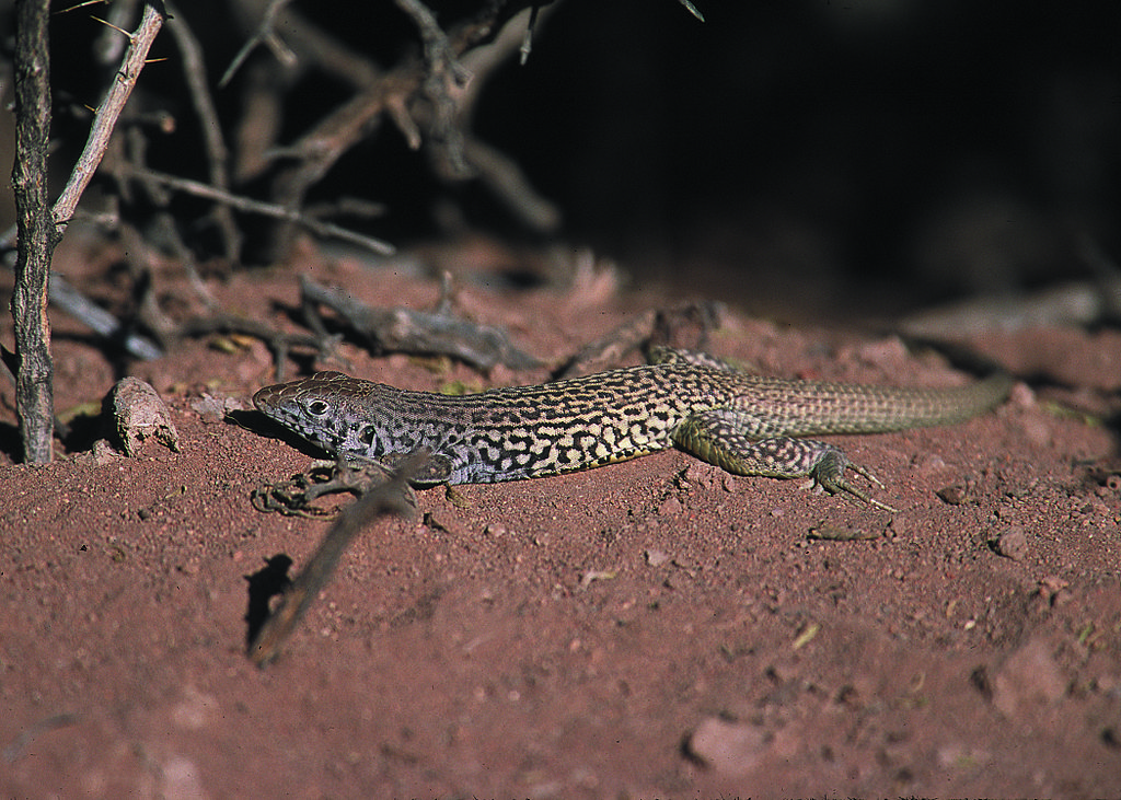 par Gary Kramer, Service de conservation des ressources naturelles de l'USDA.
