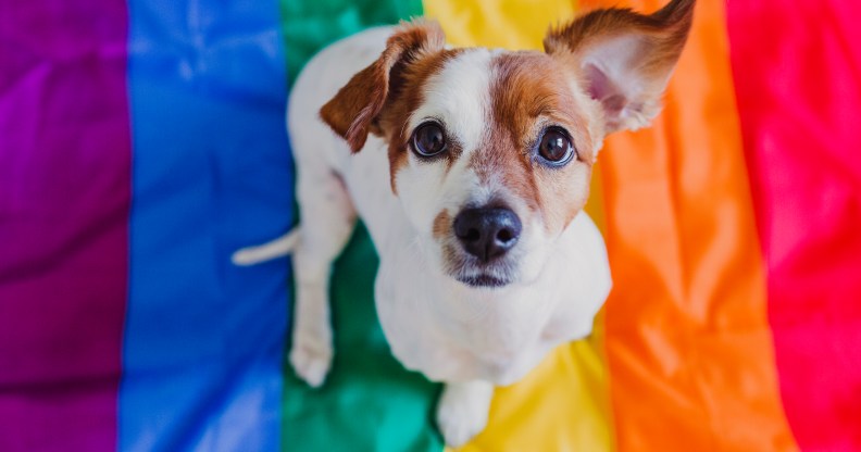 Presque tous les propriétaires d'animaux de compagnie LGBTQ+ conviennent que leurs animaux contribuent positivement à la santé mentale, selon les données Il a été démontré que les animaux de compagnie améliorent la santé mentale de leurs propriétaires. (Getty)