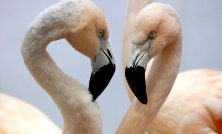 A pair of flamingos.