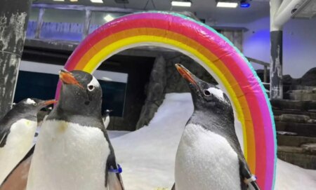 Gay penguins Sphen and Magic