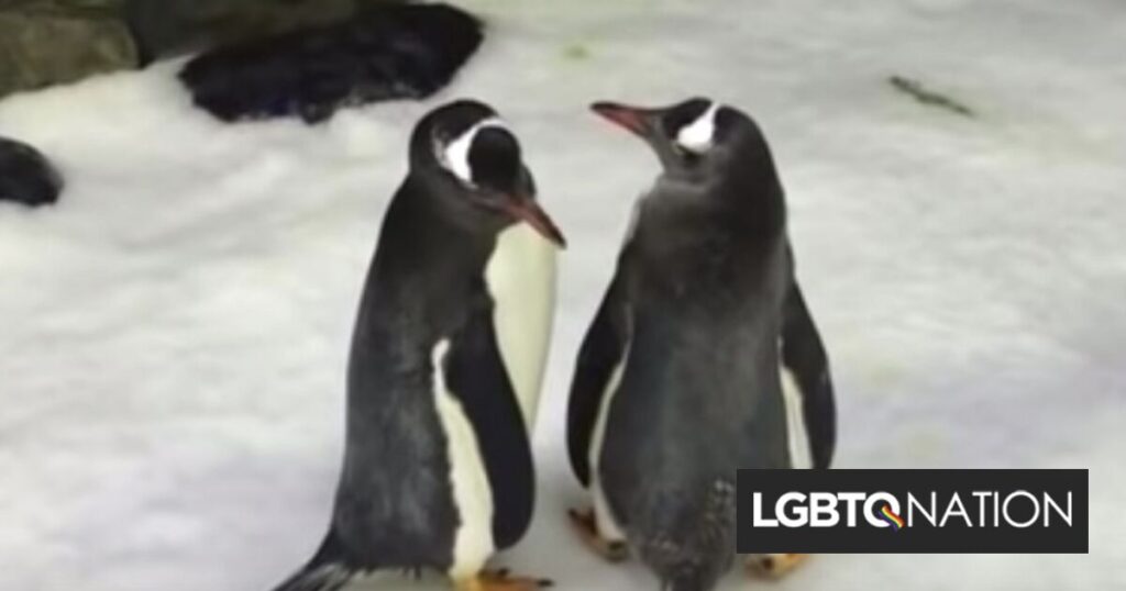 Lorsqu'un pingouin gay est mort, son partenaire a dirigé leur colonie en chantant Lorsqu'un pingouin gay est mort, son partenaire a dirigé leur colonie en chantant