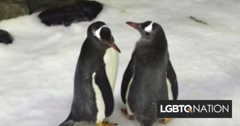 Lorsqu'un pingouin gay est mort, son partenaire a dirigé leur colonie en chantant