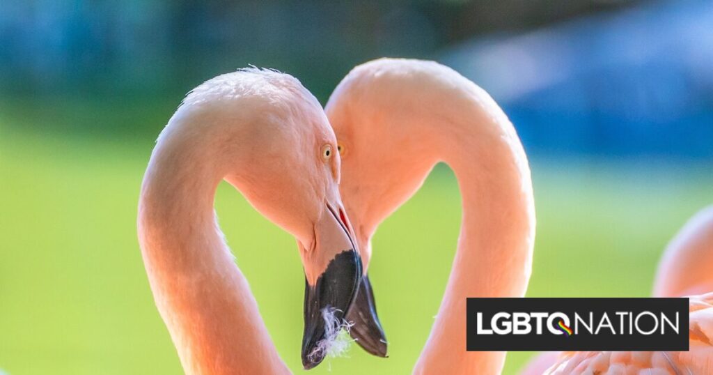 Des flamants roses gays surprennent les gardiens du zoo en faisant éclore un poussin ! Des flamants roses gays surprennent les gardiens du zoo en faisant éclore un poussin !