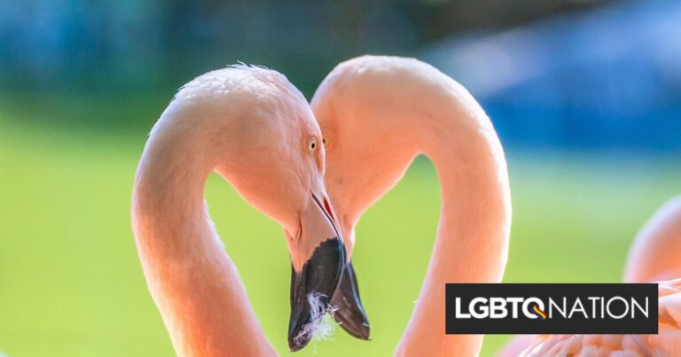 Des flamants roses gays surprennent les gardiens du zoo en faisant éclore un poussin !