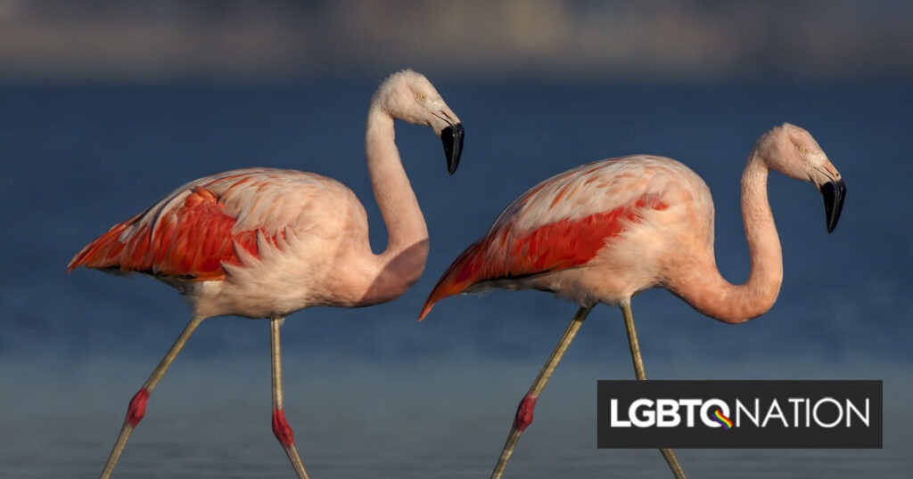 Un couple gay de flamants roses surprend les gardiens en faisant éclore un poussin au zoo Un couple gay de flamants roses surprend les gardiens en faisant éclore un poussin au zoo