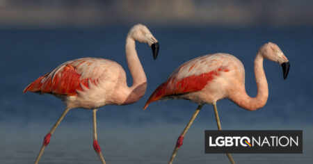Un couple gay de flamants roses surprend les gardiens en faisant éclore un poussin au zoo