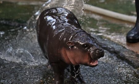 Moo Deng, a two-month-old female pygmy hippo who has recently become a viral internet sensation, is showered by a zookeeper at Khao Kheow Open Zoo in Chonburi province.