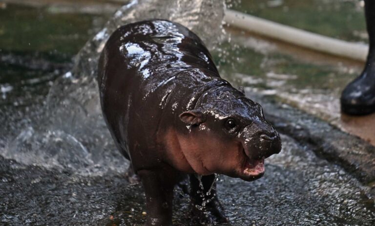 Moo Deng, a two-month-old female pygmy hippo who has recently become a viral internet sensation, is showered by a zookeeper at Khao Kheow Open Zoo in Chonburi province.