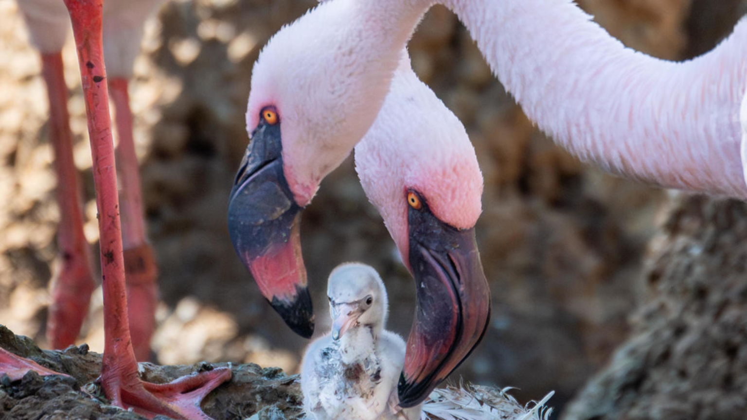 Des papas gays flamants roses élèvent un poussin adopté après avoir réussi à faire éclore un œuf au zoo Safari Park de San Diego Two male Lesser flamingos tending to a chick. (San Diego Zoo Wildlife Alliance)