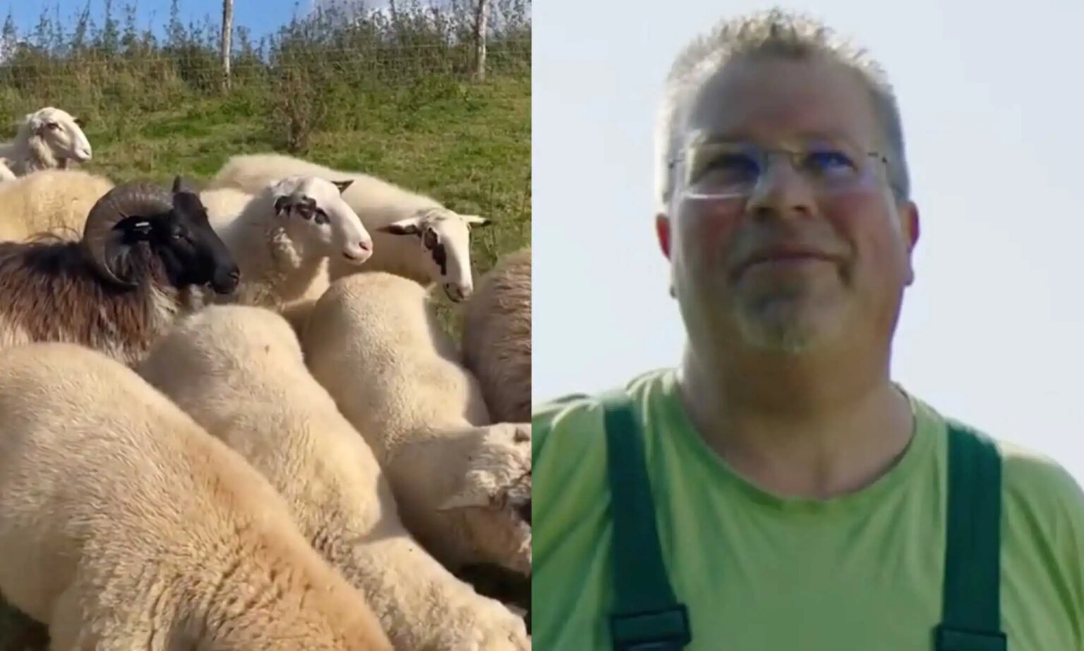 Un agriculteur gay élève le premier troupeau de moutons gays au monde qu'il a sauvés de l'abattoir Gay farmer Michael Stücke is raising the world’s first flock of gay sheep.