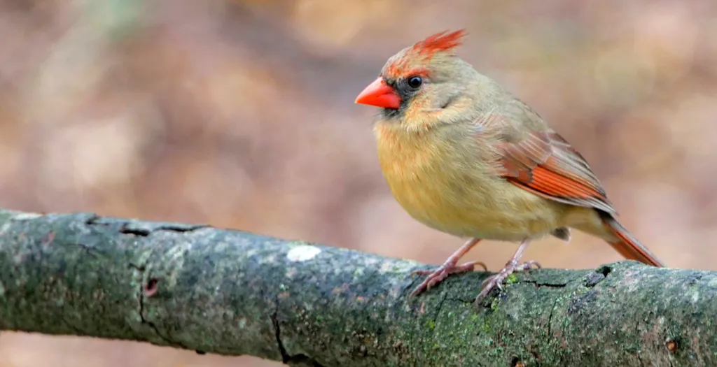 Cardinal femelle, bec rouge mais corps brun, perchée sur une branche.