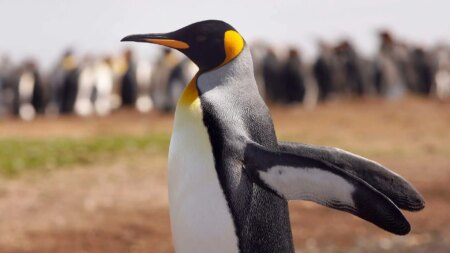 a king penguin stretching its wings