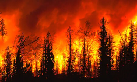 Comment aider les victimes des incendies de forêt de Los Angeles : dons, bénévolat et ressources essentielles
