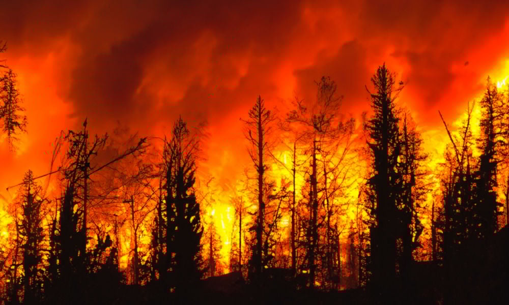 Comment aider les victimes des incendies de forêt de Los Angeles : dons, bénévolat et ressources essentielles