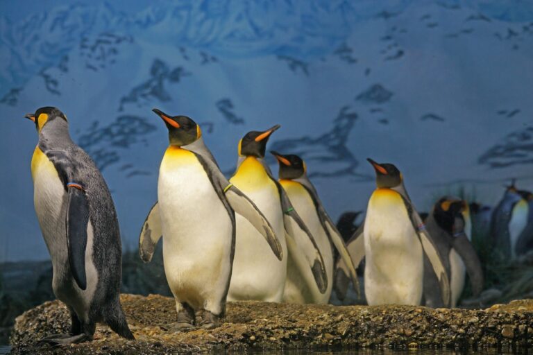Cette vidéo virale de l'adorable haricot vert lesbien de lesbien est le nettoyage de la chronologie dont vous avez besoin cette semaine More than half of penguins in Irish aquarium are gay