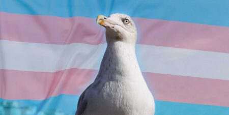 Seagull tenant le drapeau trans à la manifestation de la Cour suprême devient viral: `` l'un des goélands ''