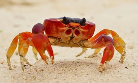 Crabs, the truest trans ally.