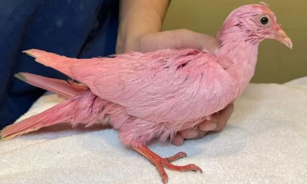 Un pigeon teint en rose