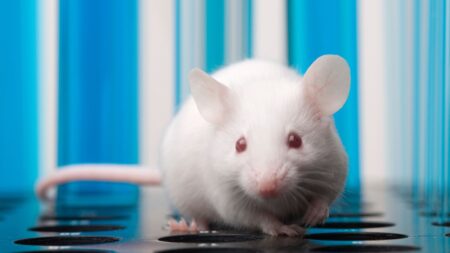 Stock image of a lab mouse