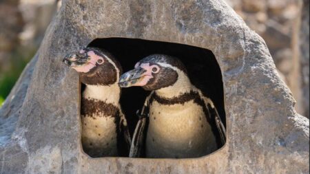 Les célébrations à gogo en tant que célèbres pingouins gays gays scampi et pattes éclosent un poussin ensemble