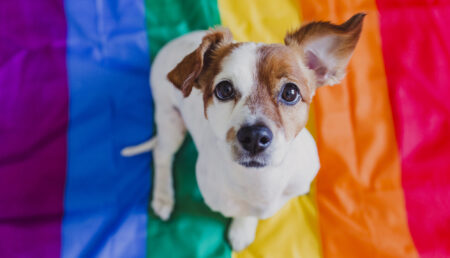 Cute dog jack russell sitting on rainbow LGBT flag in bedroom. Pride month celebrate and World peace concept