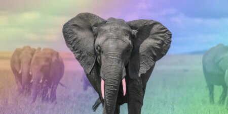 Les éléphants gays ont observé «s'engager dans une liaison homosexuelle» au Sri Lanka